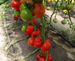 Секрет здоровых томатов.