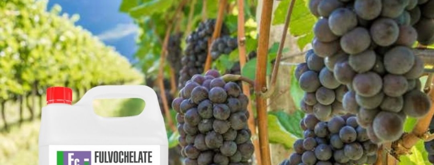 Здоровый и вкусный урожай винограда на две недели раньше.