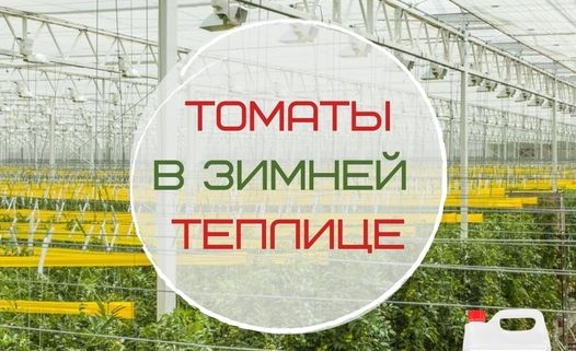 Подкормка томатов Фульвохелатом в зимней теплице.