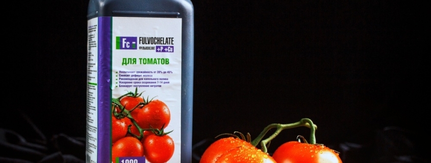 Как защитить томаты от фитофторы, фузариоза и других болячек