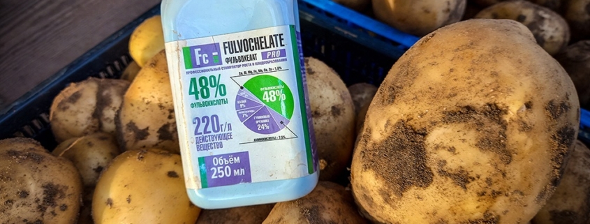 Всего 4 обработки Фульвохелатом за сезон и картофель поспел и набрал вес меньше чем за 60 дней.