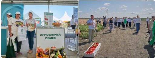 В конце августа мы посетили День Поля в Среднеахтубинском районе.